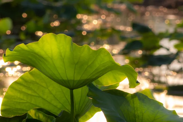 大きなハスの葉が夕陽を受けて光り輝く